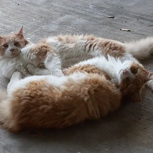 Meet your Posher, Knight